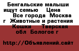 Бенгальские малыши ищут семью) › Цена ­ 5 500 - Все города, Москва г. Животные и растения » Кошки   . Тверская обл.,Бологое г.